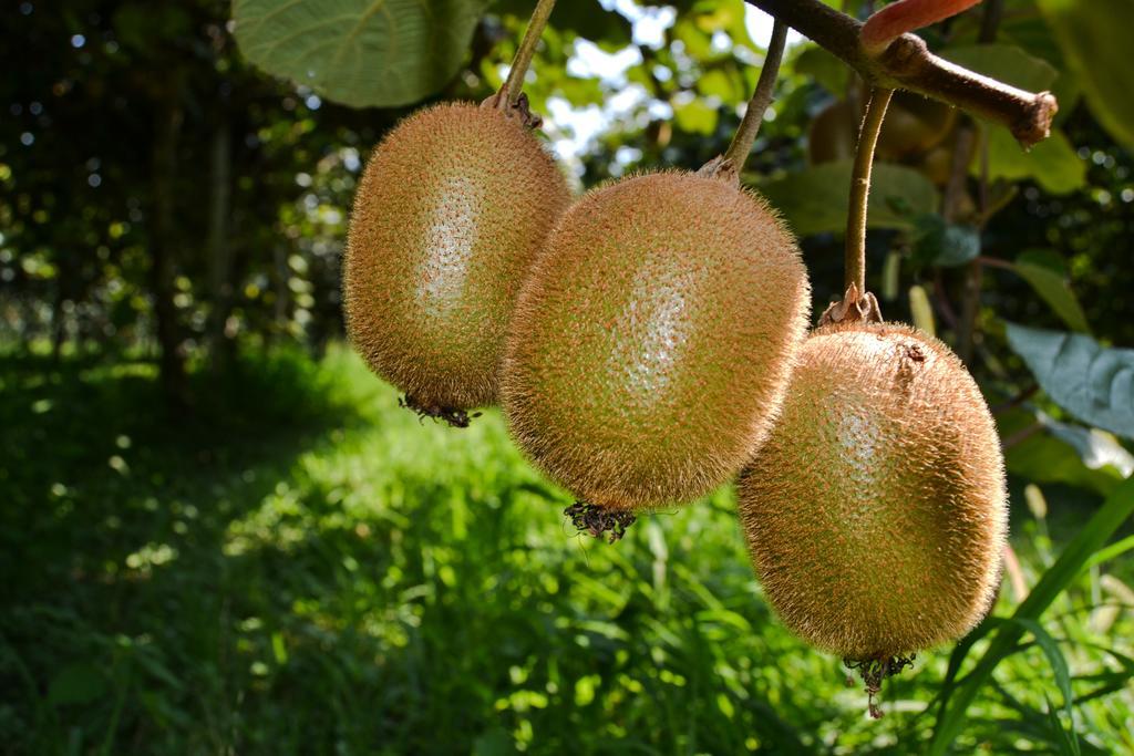ורונה Agriturismo Ca' La Pergola מראה חיצוני תמונה