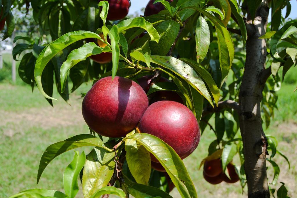 ורונה Agriturismo Ca' La Pergola מראה חיצוני תמונה
